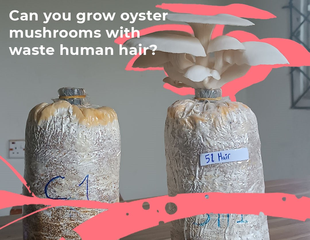 Can You Grow Oyster Mushrooms With Waste Human Hair? We Think So!