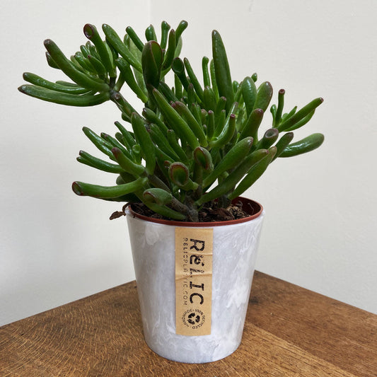 How to use hair in your houseplants!