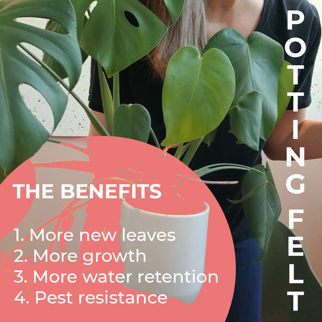 New Study Reveals 4 Benefits to Adding Cut Human Hair to Your Houseplants